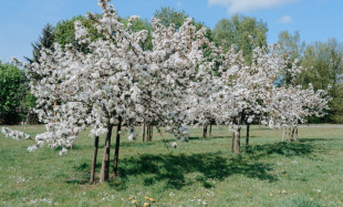 ранняя весна — подходящее время для пересадки деревьев - фото - 1
